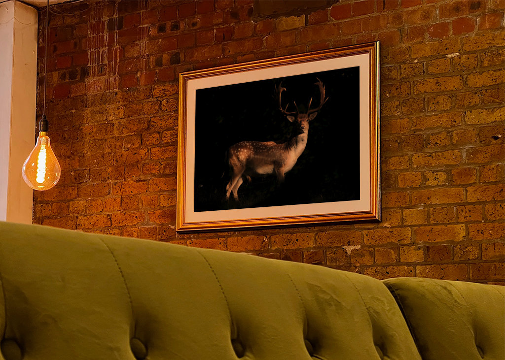 A Fallow Deer in sunset