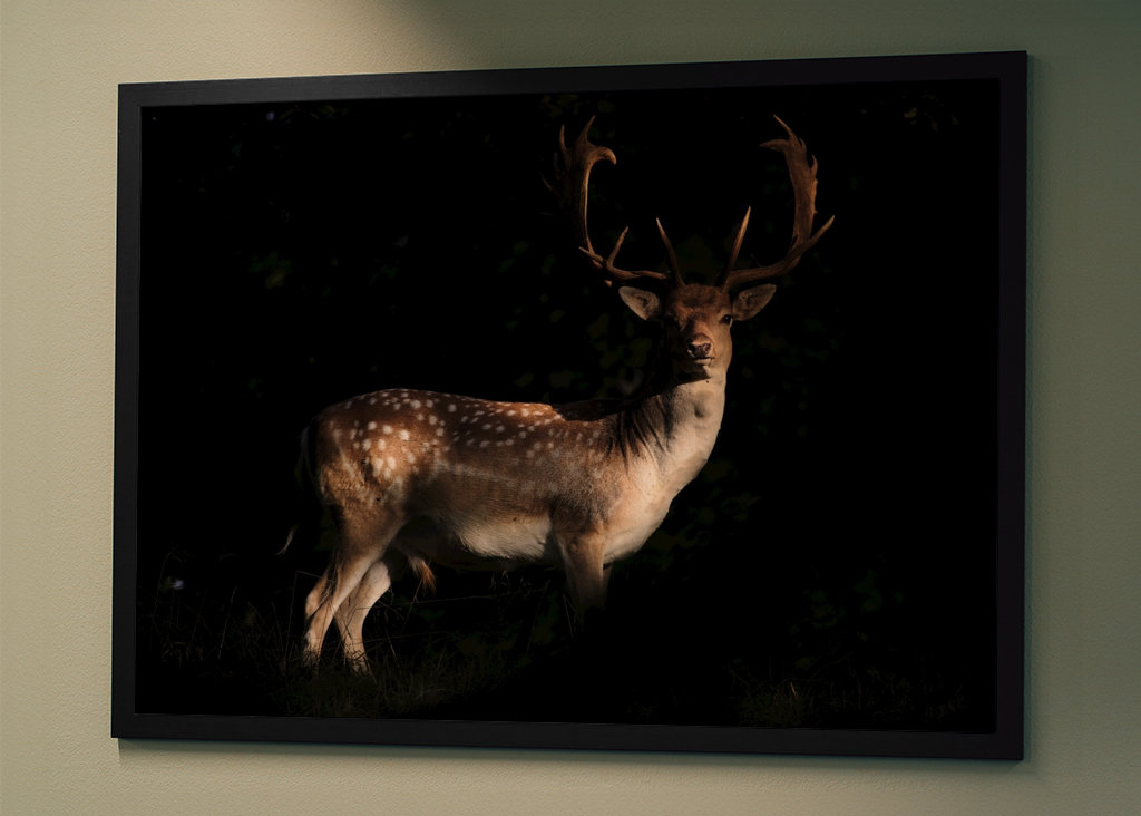 A Fallow Deer in sunset