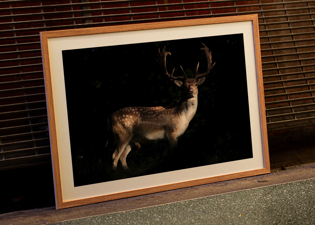 A Fallow Deer in sunset