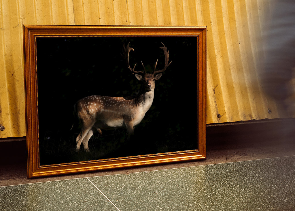 A Fallow Deer in sunset