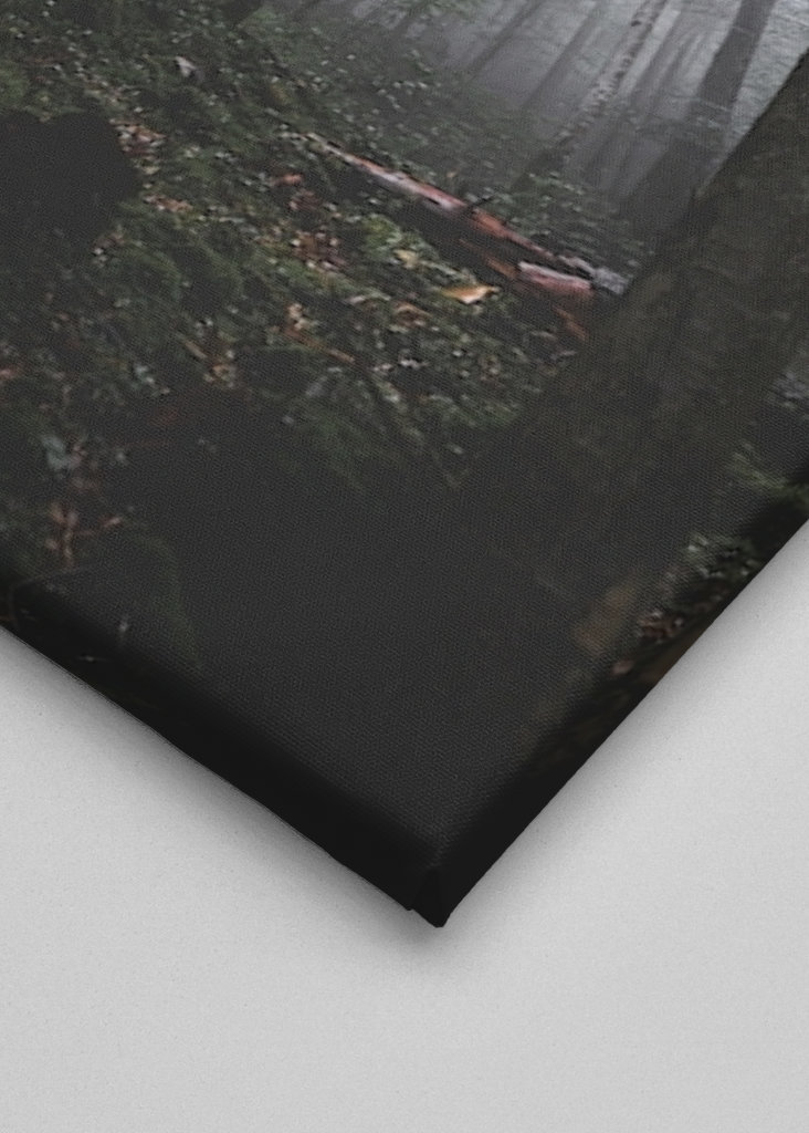 Moody morning in the woods