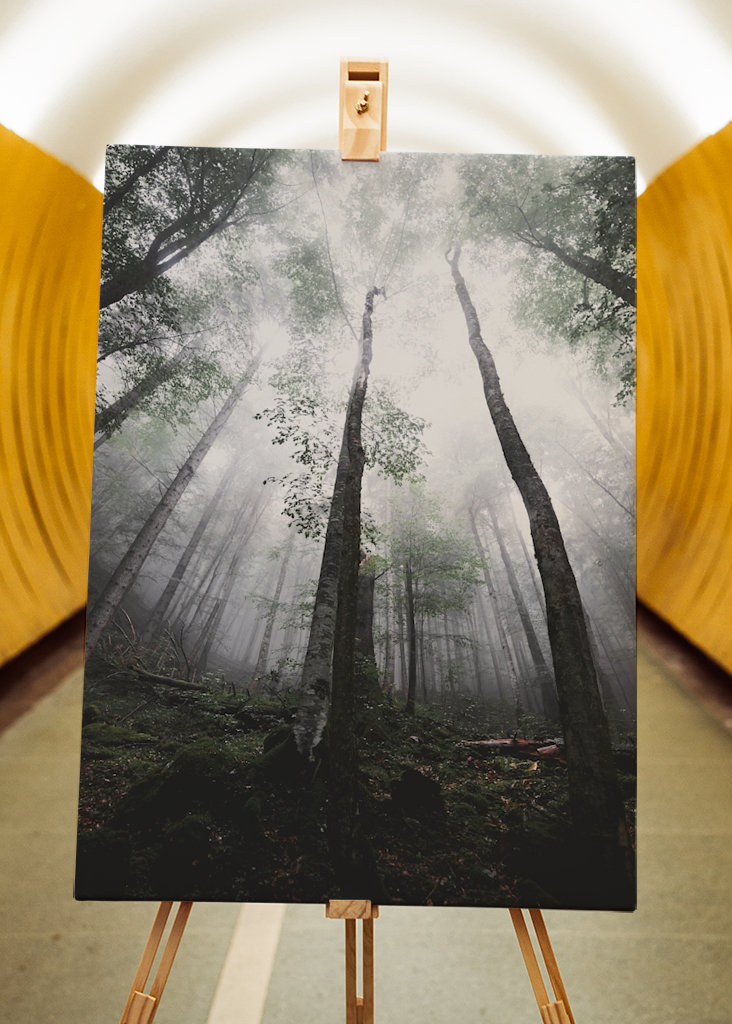 Moody morning in the woods