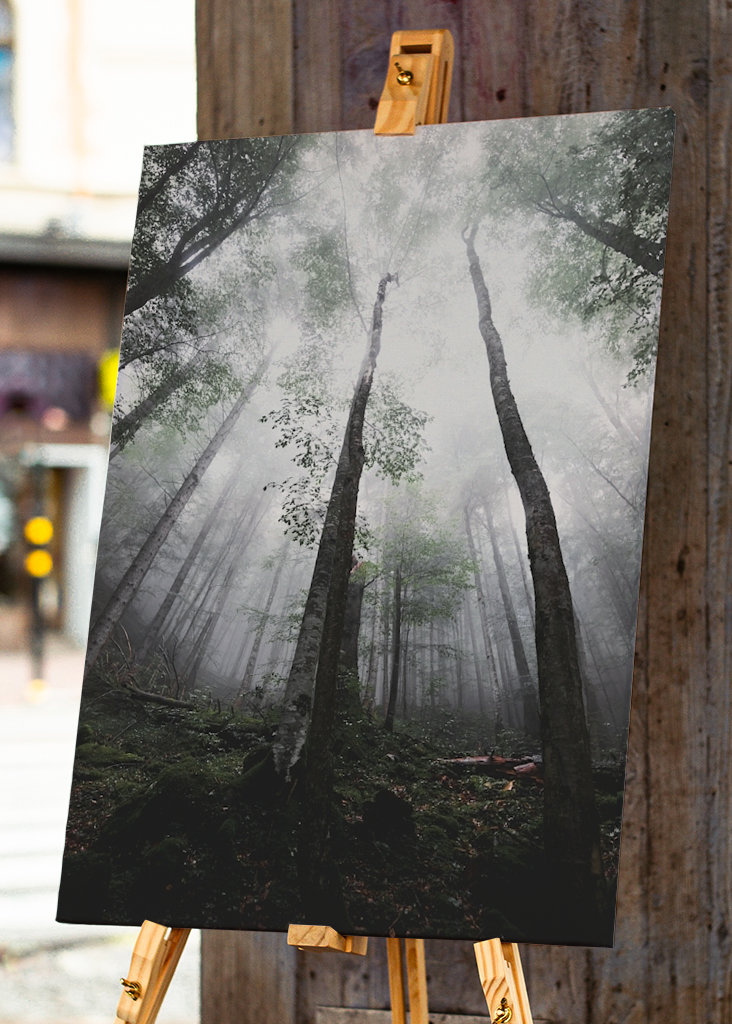 Moody morning in the woods