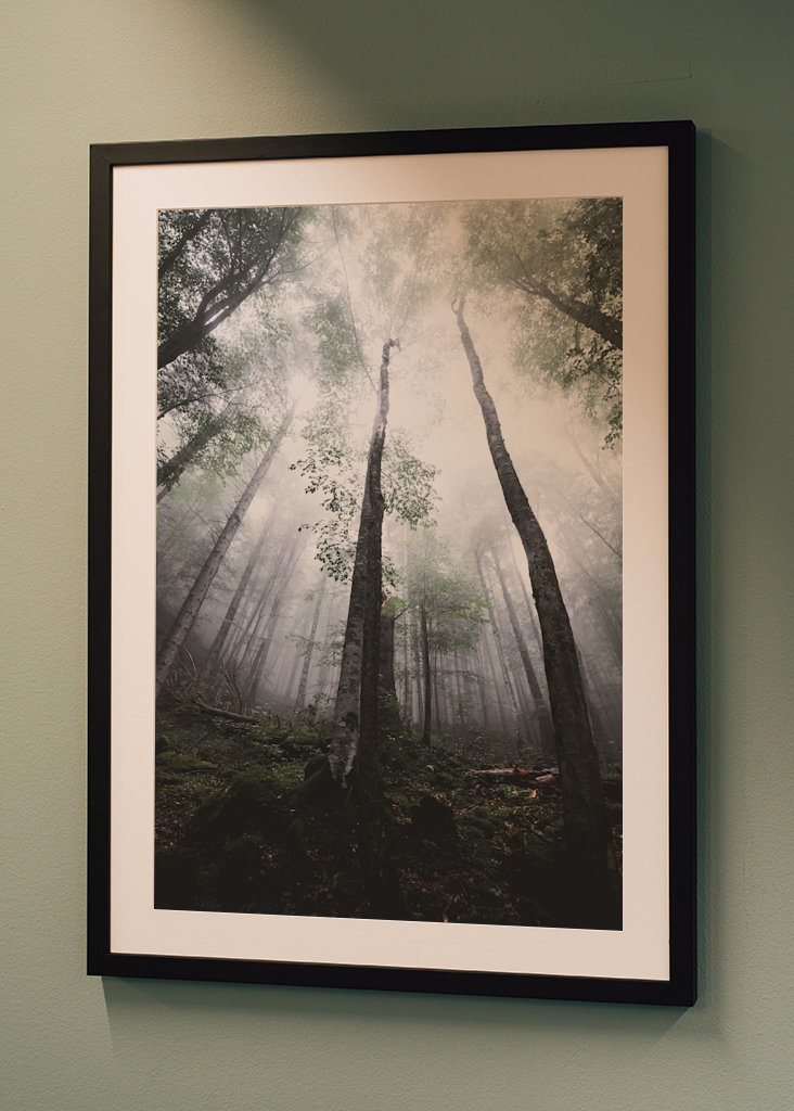 Moody morning in the woods