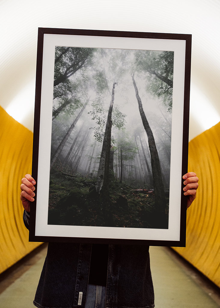 Moody morning in the woods