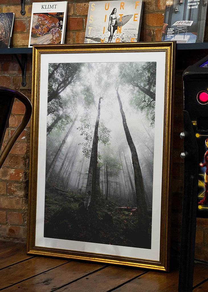 Moody morning in the woods