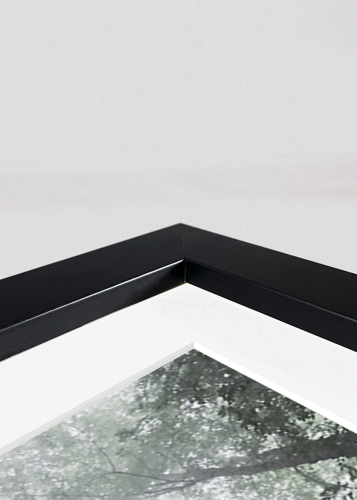 Moody morning in the woods