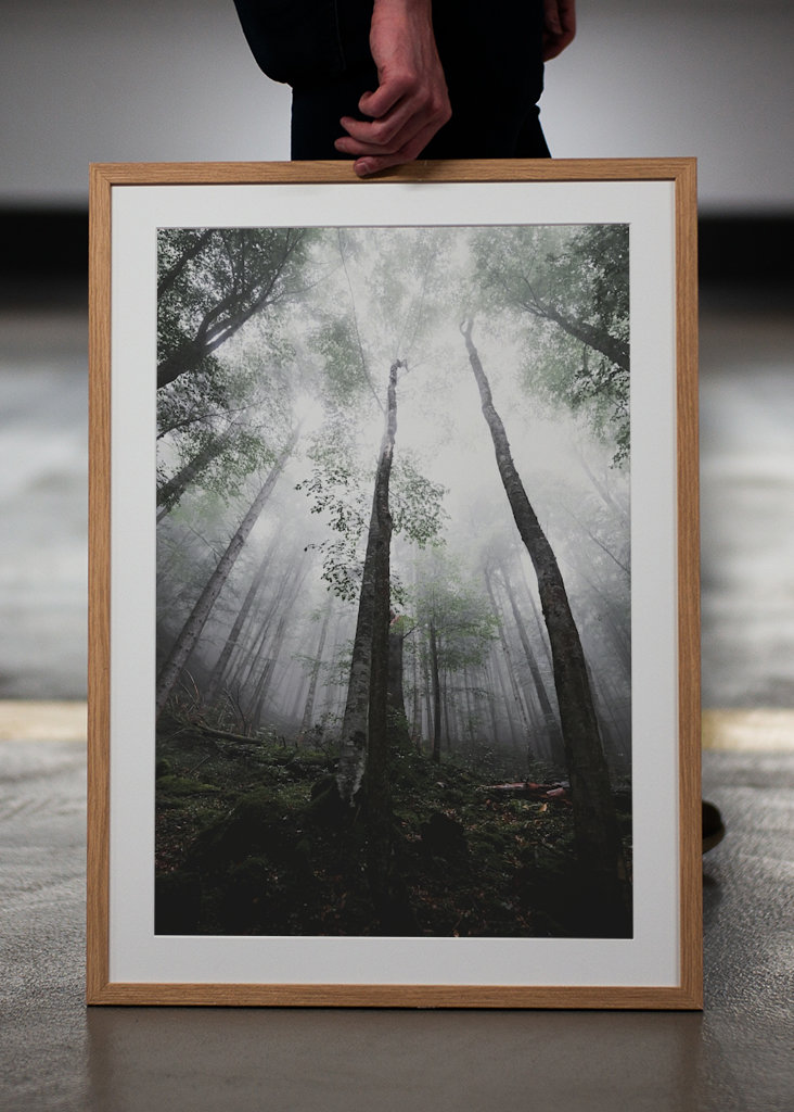 Moody morning in the woods