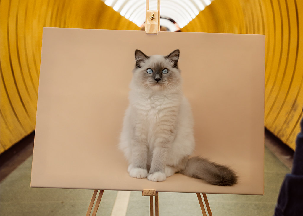 cutest ragdoll kitty ever