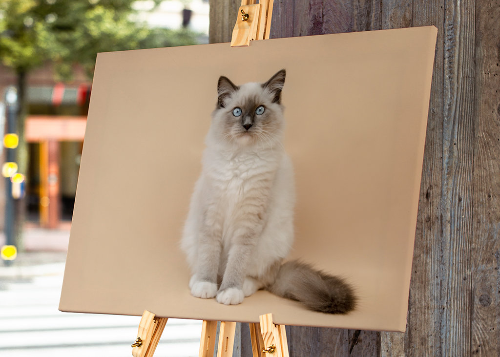cutest ragdoll kitty ever
