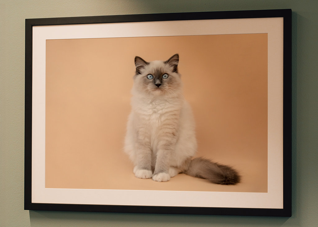 cutest ragdoll kitty ever