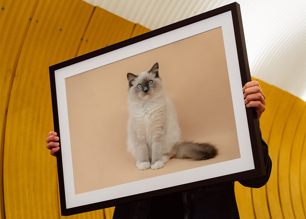 cutest ragdoll kitty ever