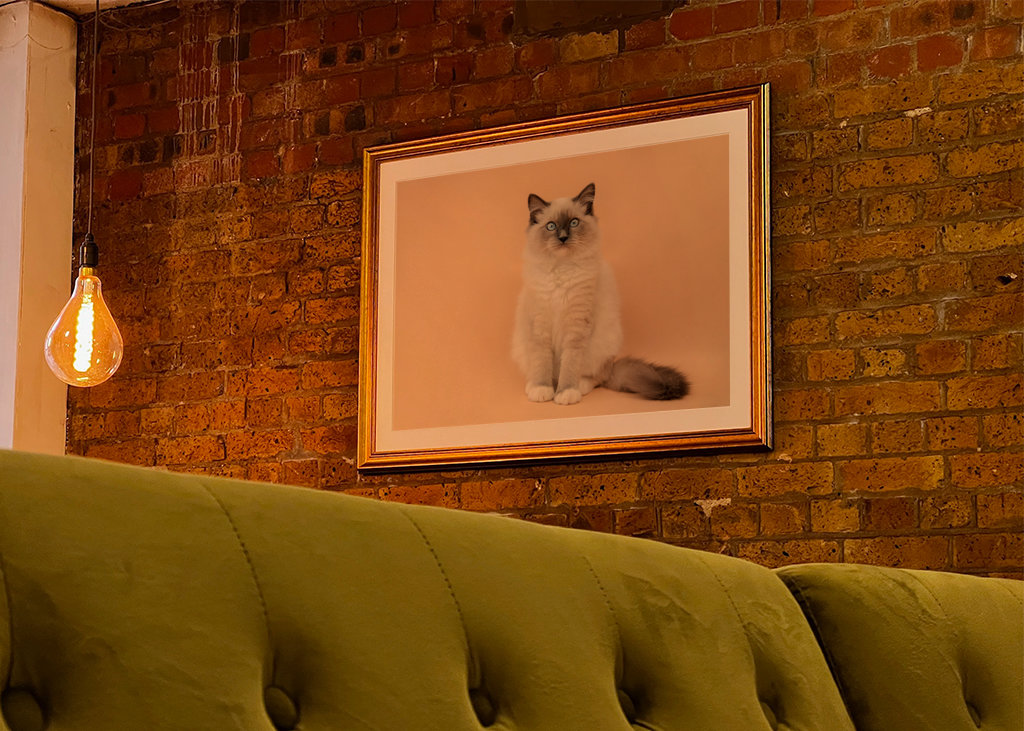 cutest ragdoll kitty ever