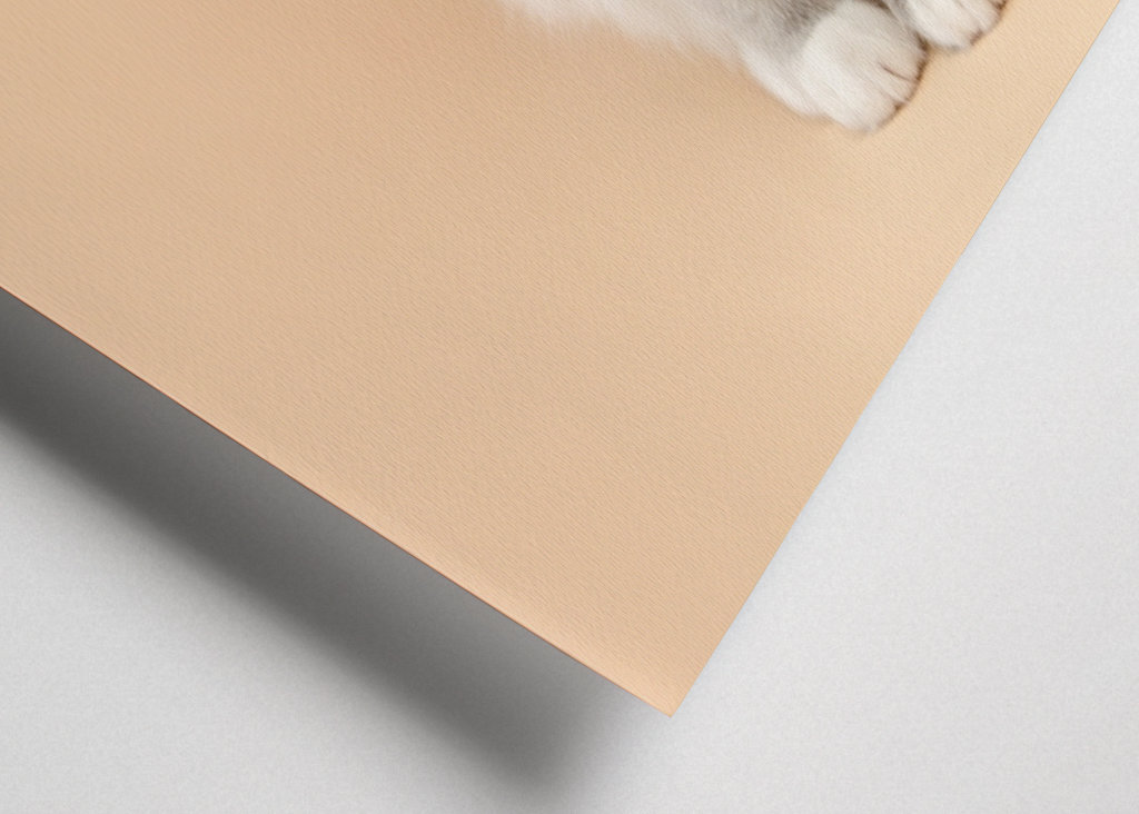 cutest ragdoll kitty ever