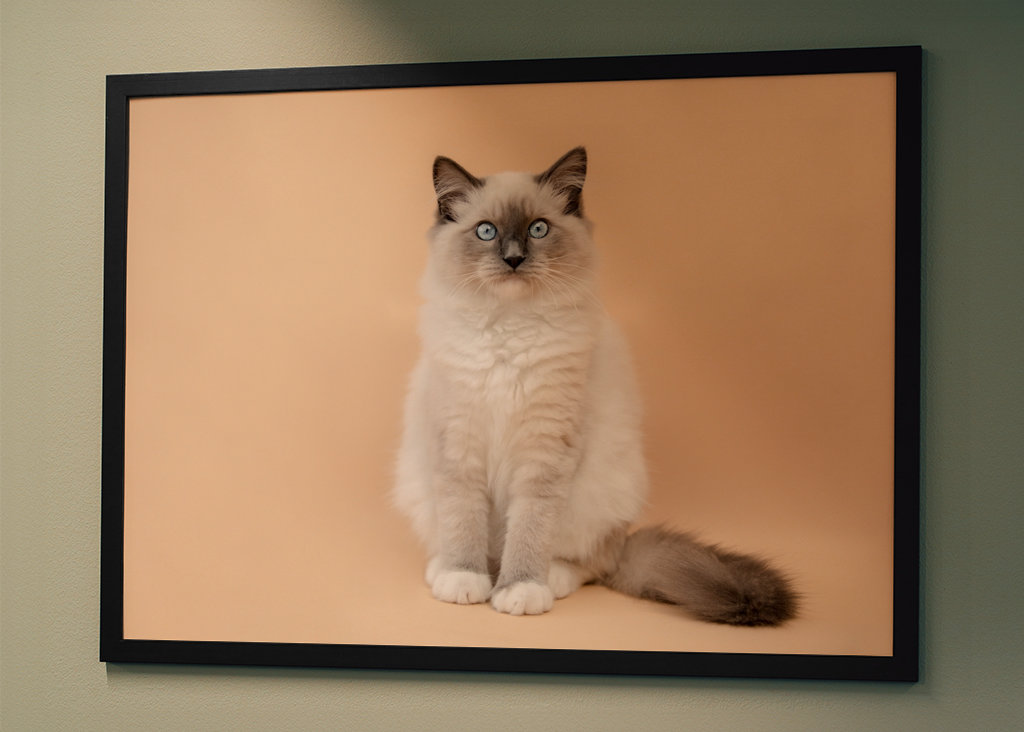 cutest ragdoll kitty ever