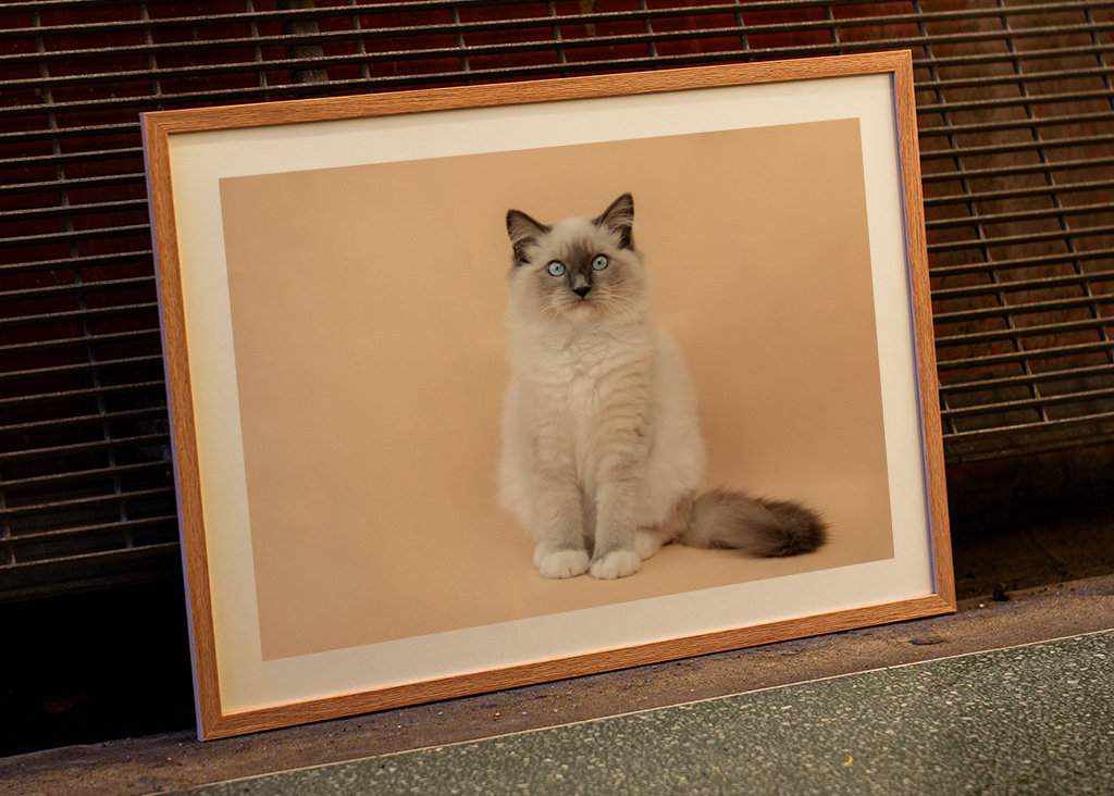 cutest ragdoll kitty ever