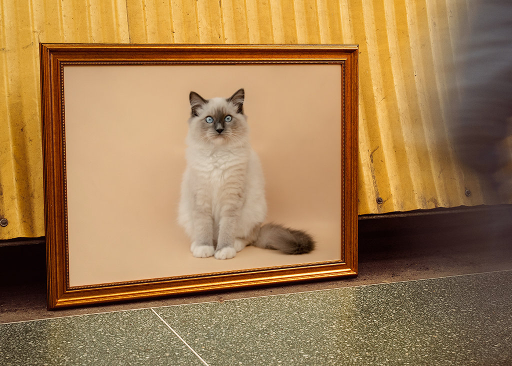cutest ragdoll kitty ever
