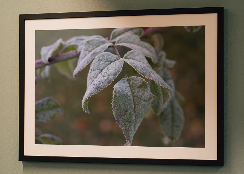 Frosty leafs
