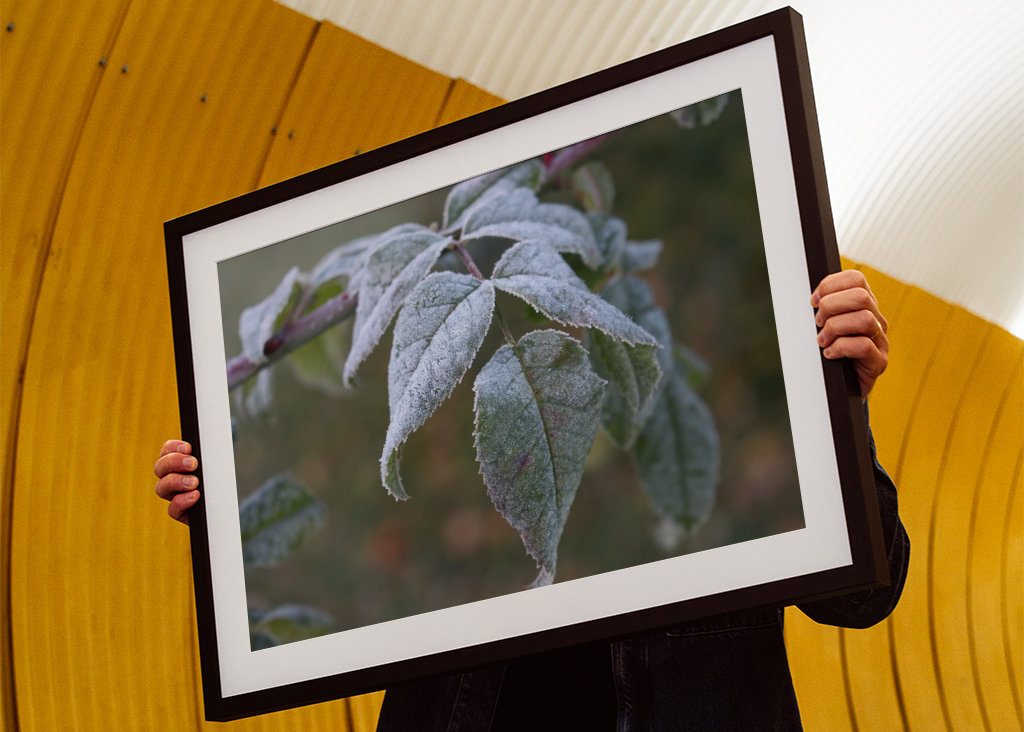 Frosty leafs