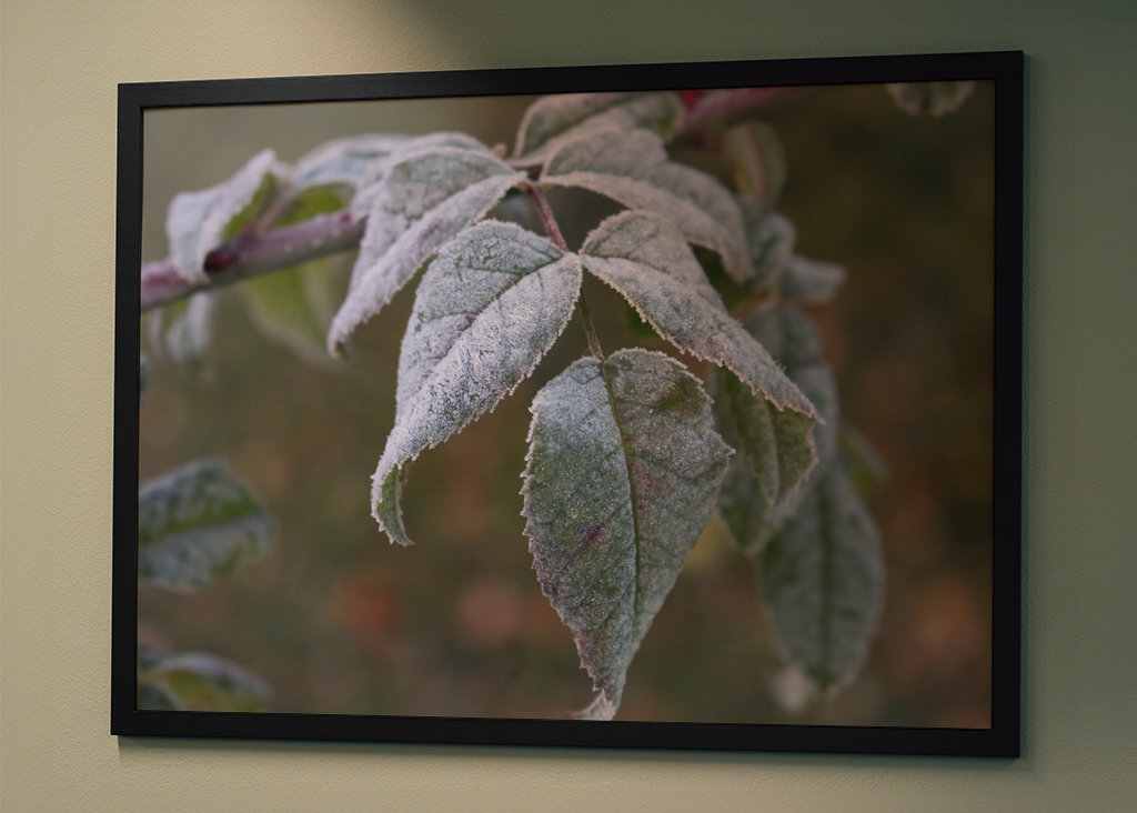 Frosty leafs