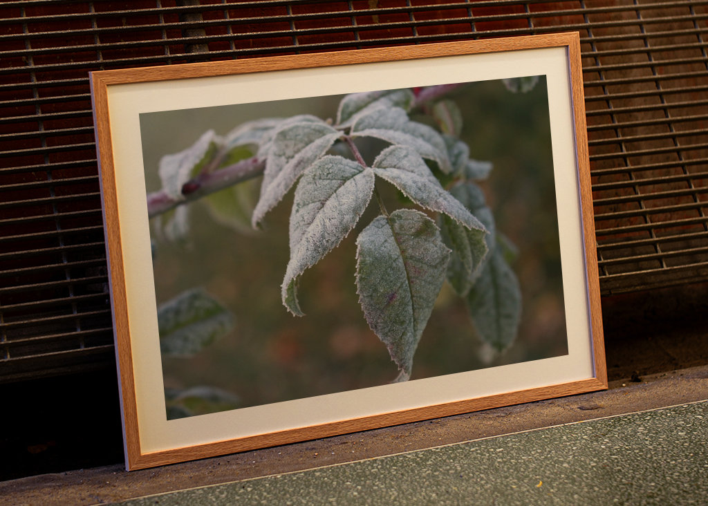 Frosty leafs