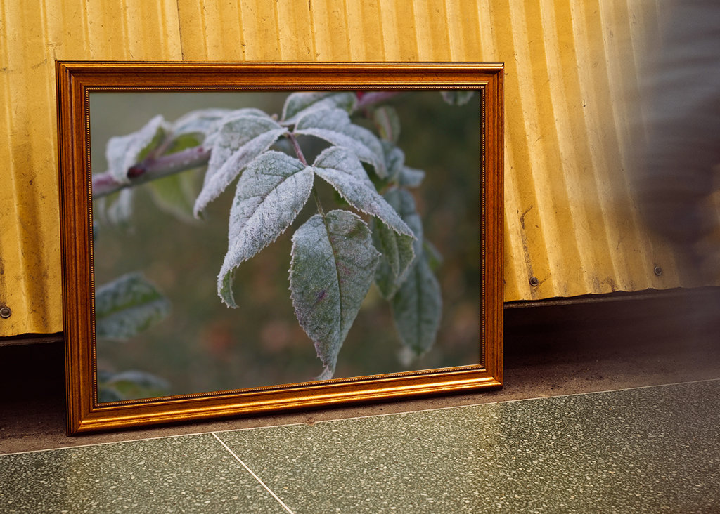 Frosty leafs