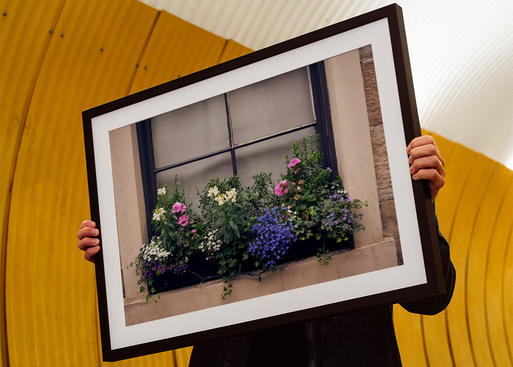 Blommor på mitt fönster