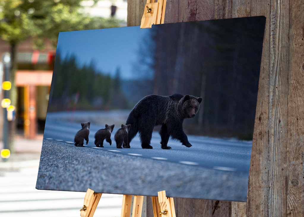 Female Brown bear with cubs