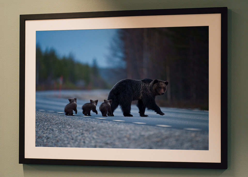 Female Brown bear with cubs