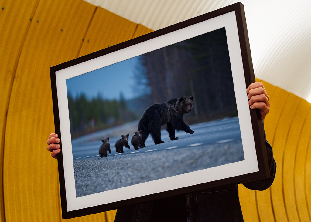 Female Brown bear with cubs