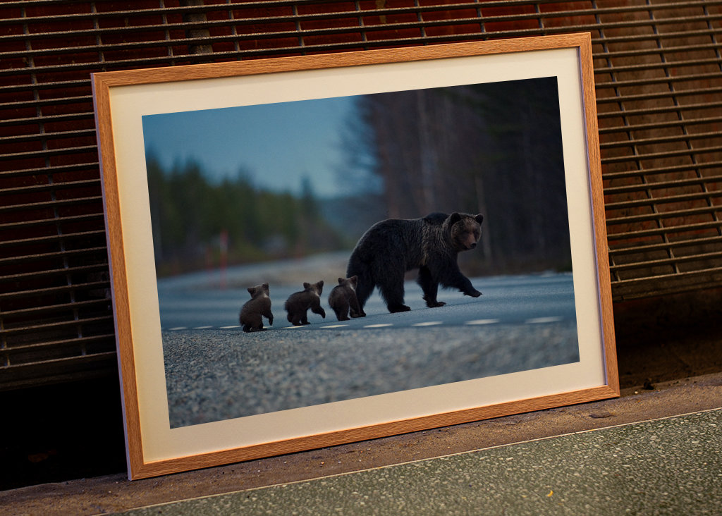 Female Brown bear with cubs