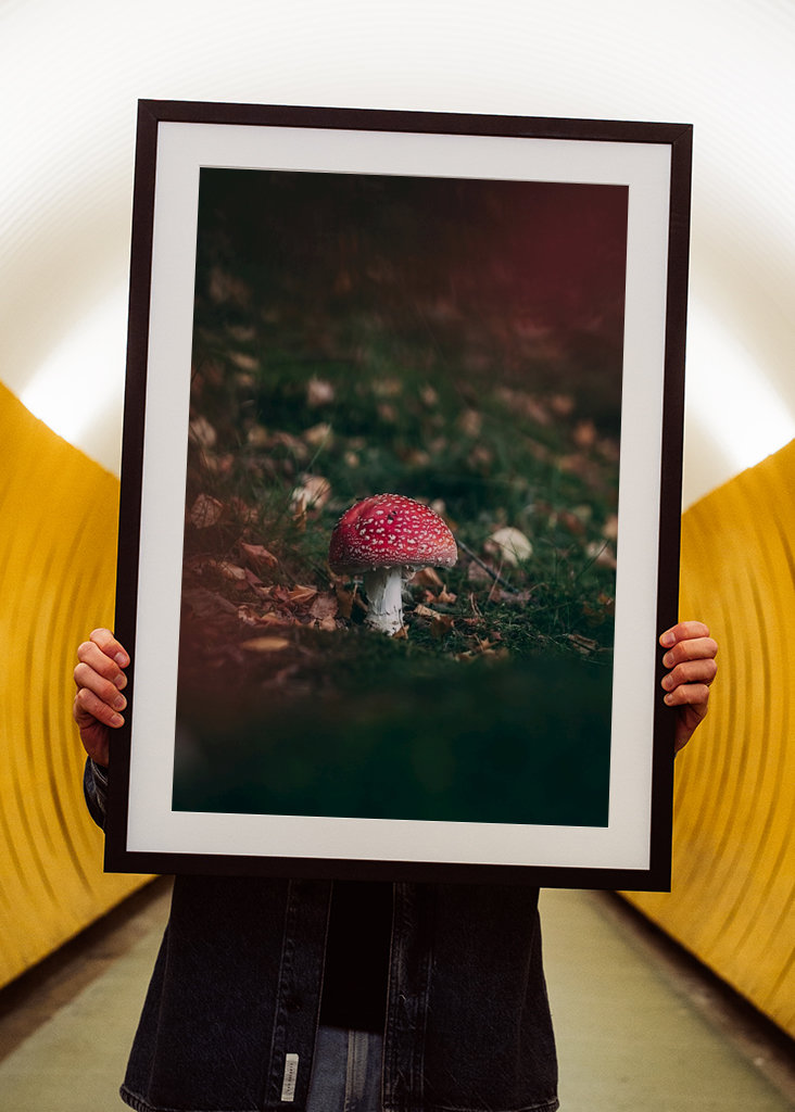 Fly agaric
