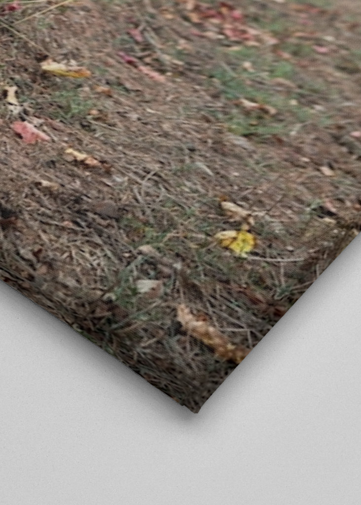 Vinná réva v Gavorrano