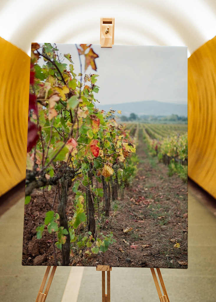 Vinná réva v Gavorrano