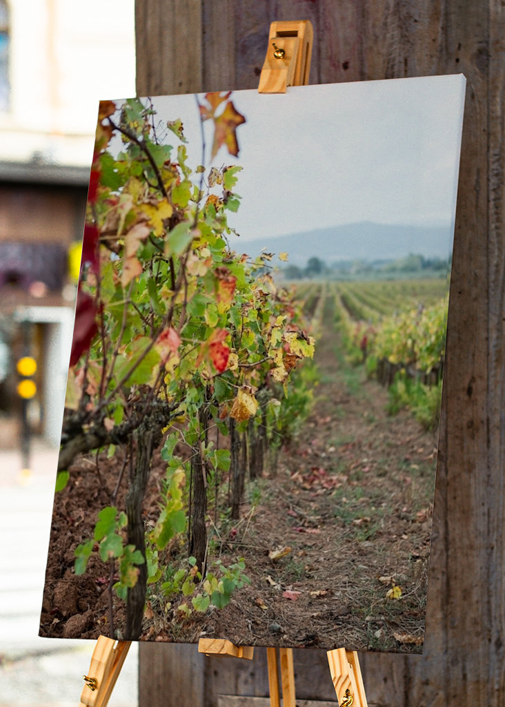 Vinná réva v Gavorrano
