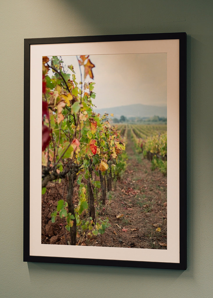 Vinná réva v Gavorrano