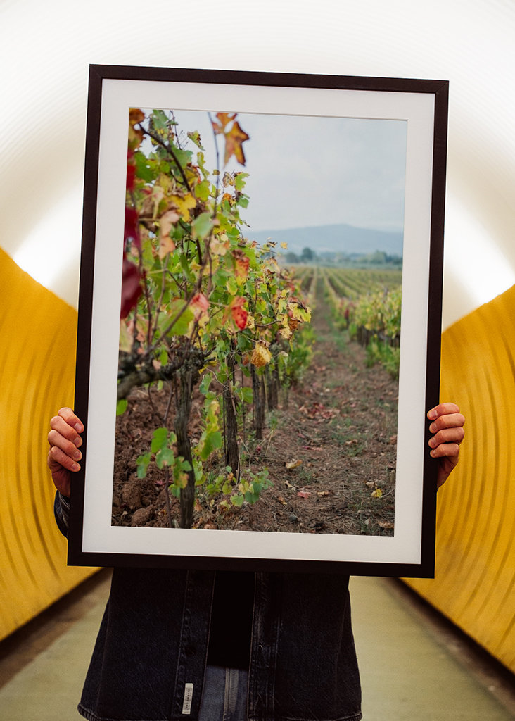 Vinná réva v Gavorrano