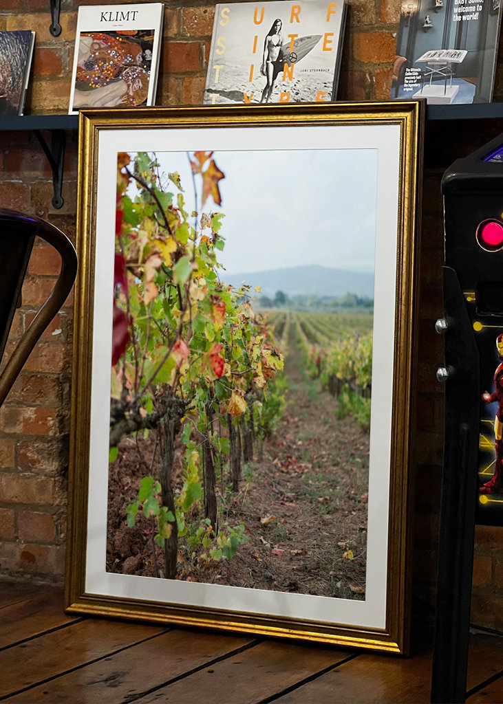 Vinná réva v Gavorrano