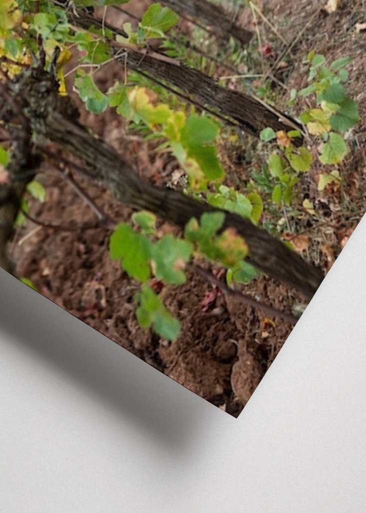 Vinná réva v Gavorrano