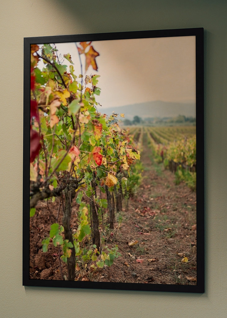 Vinná réva v Gavorrano