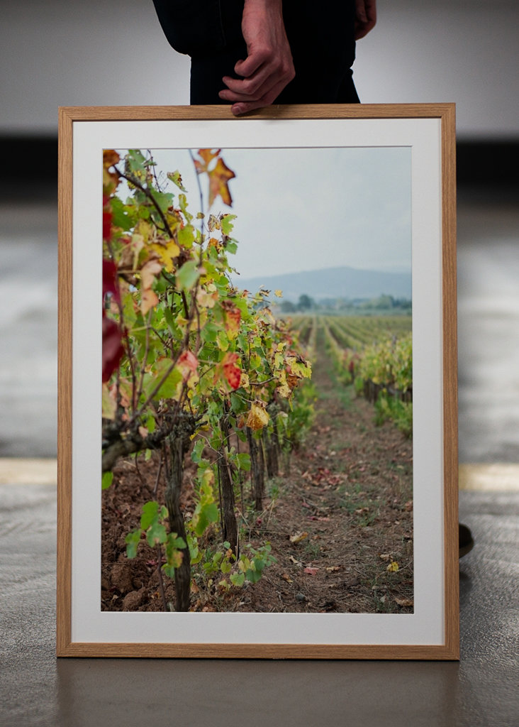 Vinná réva v Gavorrano