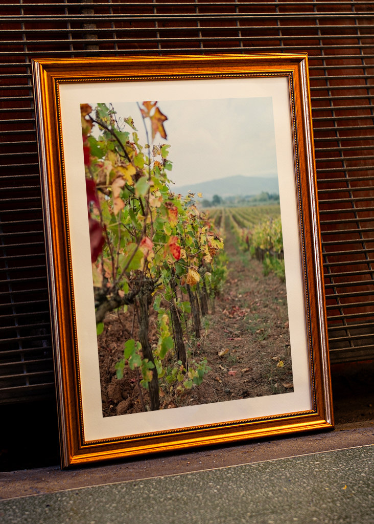 Vinná réva v Gavorrano