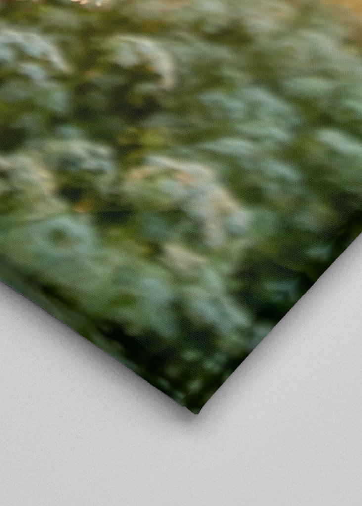 Fiore al sole di mezzanotte