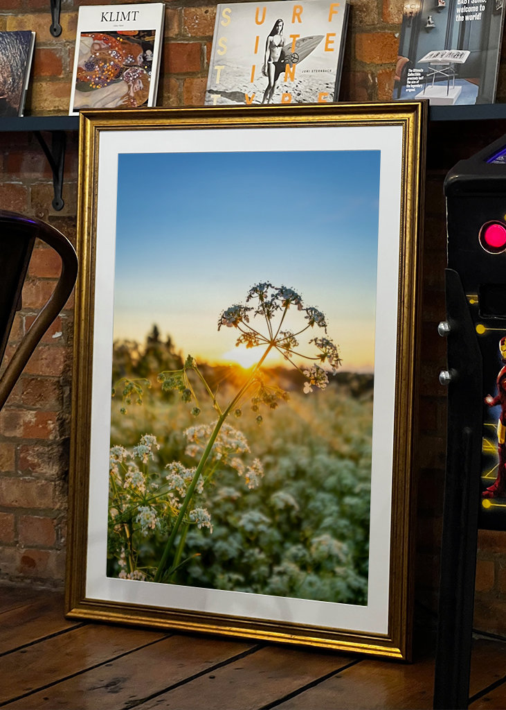 Fiore al sole di mezzanotte