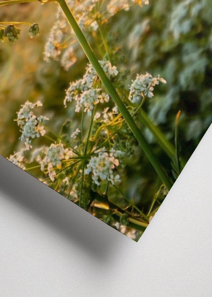 Fiore al sole di mezzanotte