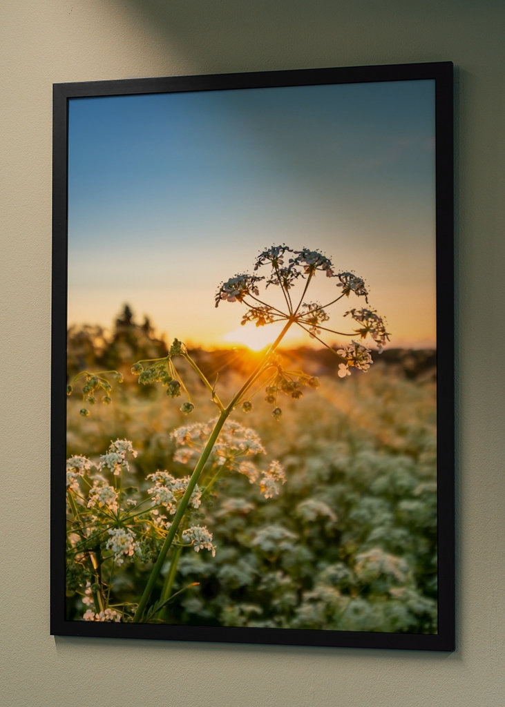 Fiore al sole di mezzanotte