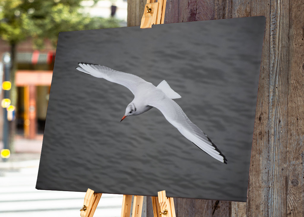 Un gabbiano vola via 