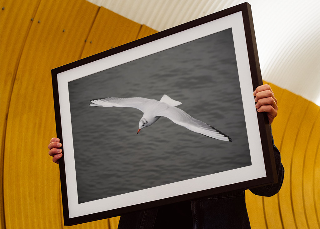 Un gabbiano vola via 