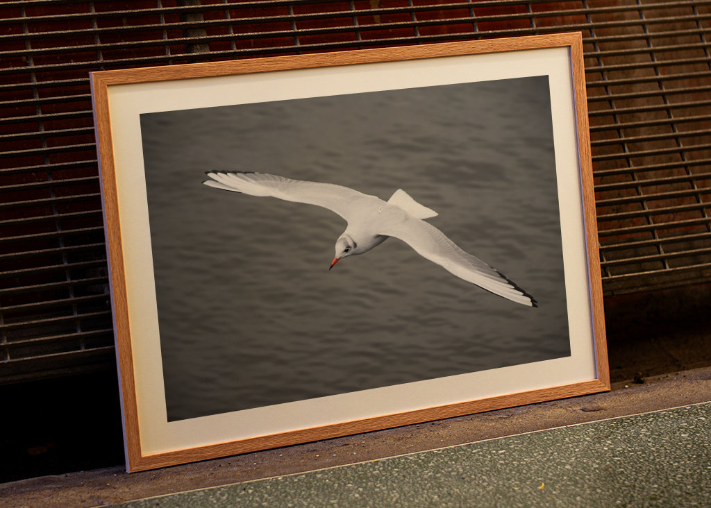 Un gabbiano vola via 