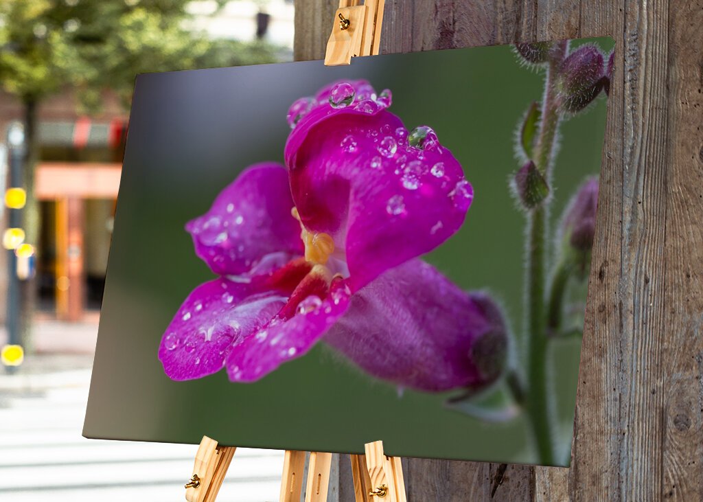 Blume mit Regentropfen